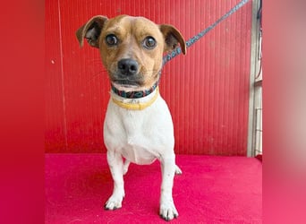 süßer kleiner Zwerg MORZSA - 5,5 Jahre, 25cm/5kg - Jack Russell-Mix