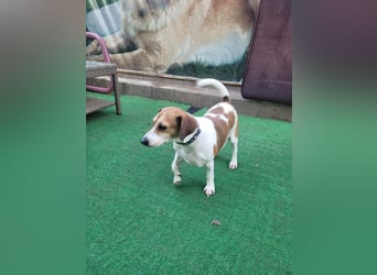 Jack Russel Pars sucht ein Zuhause oder eine Pflegestelle