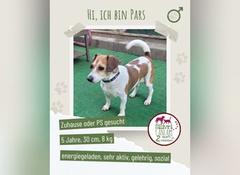 Jack Russel Pars sucht ein Zuhause oder eine Pflegestelle