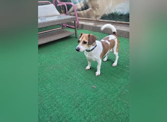 Jack Russel Pars sucht ein Zuhause oder eine Pflegestelle