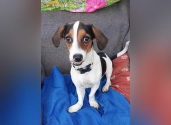 Rudi, fröhlicher etwas besonderer Jack Russell Mix