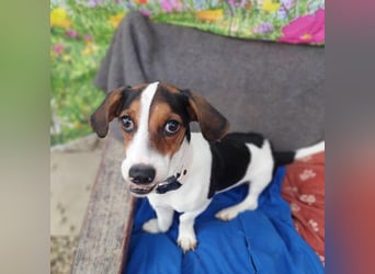 Rudi, fröhlicher etwas besonderer Jack Russell Mix