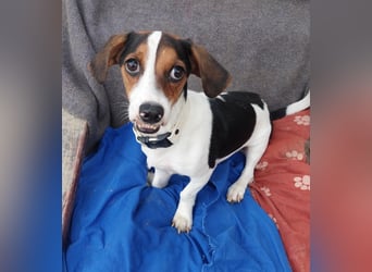 Rudi, fröhlicher etwas besonderer Jack Russell Mix