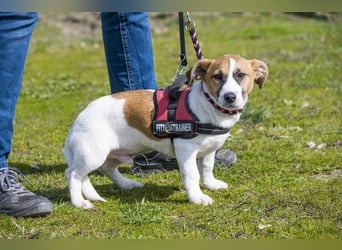 Trabi SI - aktiv, lieb