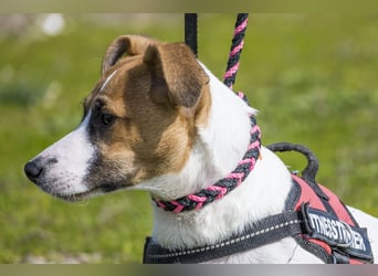 Trabi SI - aktiv, lieb