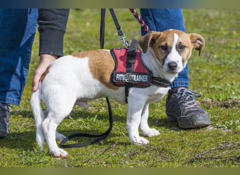 Trabi SI - aktiv, lieb