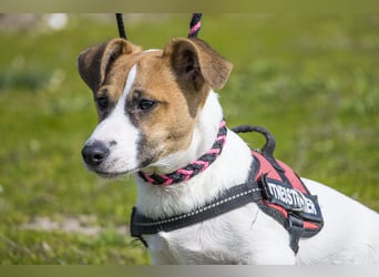 Trabi SI - aktiv, lieb