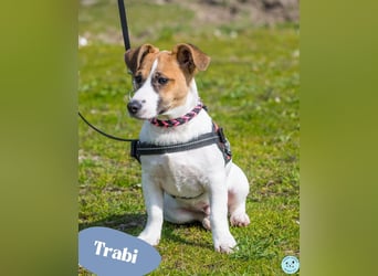 Trabi SI - aktiv, lieb