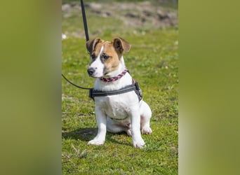 Trabi SI - aktiv, lieb