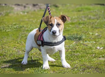 Trabi SI - aktiv, lieb