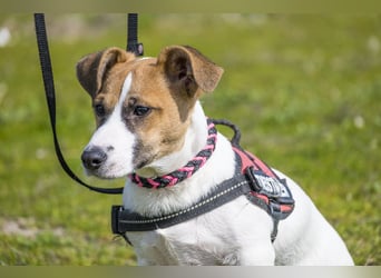 Trabi SI - aktiv, lieb