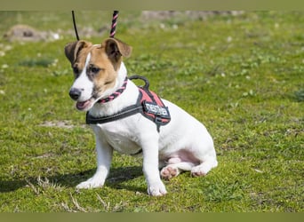 Trabi SI - aktiv, lieb