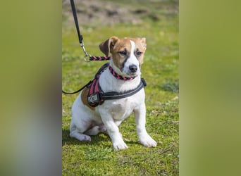 Trabi SI - aktiv, lieb