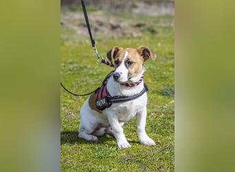 Trabi SI - aktiv, lieb