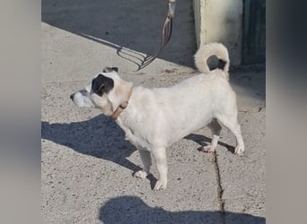 Maxi ein freundlicher, fröhlicher Hundebub