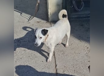 Maxi ein freundlicher, fröhlicher Hundebub