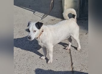 Maxi ein freundlicher, fröhlicher Hundebub