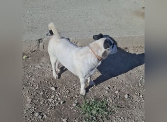 Maxi ein freundlicher, fröhlicher Hundebub