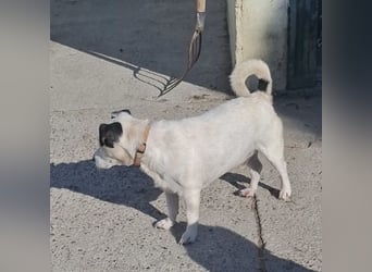 Maxi ein freundlicher, fröhlicher Hundebub