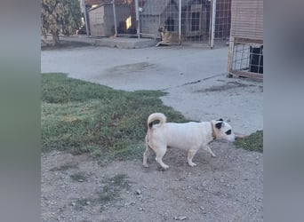 Maxi ein freundlicher, fröhlicher Hundebub