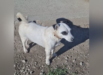 Maxi ein freundlicher, fröhlicher Hundebub