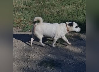 Maxi ein freundlicher, fröhlicher Hundebub