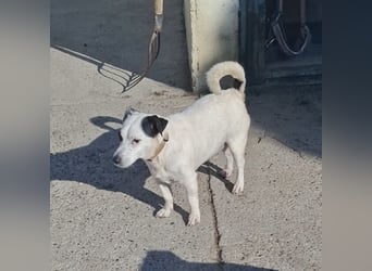 Maxi ein freundlicher, fröhlicher Hundebub