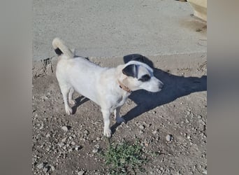 Maxi ein freundlicher, fröhlicher Hundebub