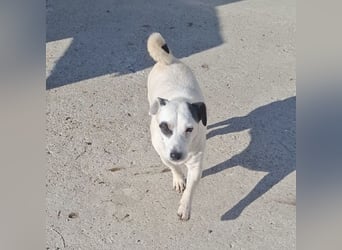 Maxi ein freundlicher, fröhlicher Hundebub