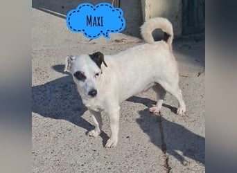 Maxi ein freundlicher, fröhlicher Hundebub