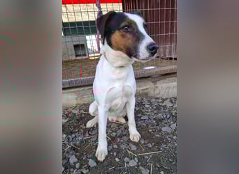 Vili, Jack Russell-Mix, Rüde, geb. am 15.09.2024, 43 cm, 12 kg