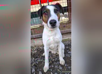 Vili, Jack Russell-Mix, Rüde, geb. am 15.09.2024, 43 cm, 12 kg