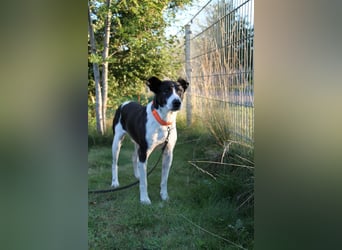 Jack - kleiner Pirat auf vier Pfoten
