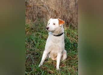 Bucket - Schmusebacke (Ukraine)