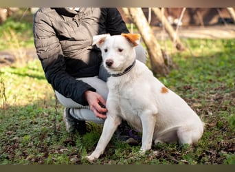 Bucket - Schmusebacke (Ukraine)