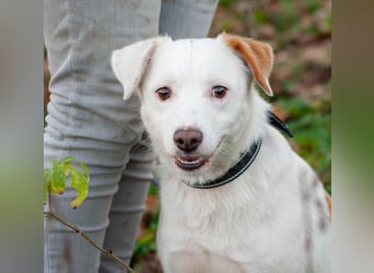 Bucket - Schmusebacke (Ukraine)