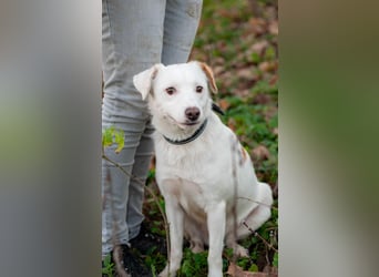 Bucket - Schmusebacke (Ukraine)