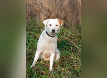 Bucket - Schmusebacke (Ukraine)