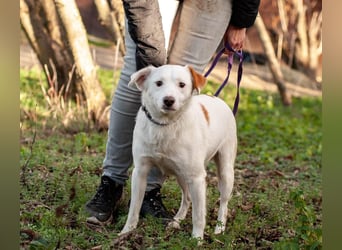 Bucket - Schmusebacke (Ukraine)