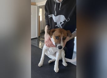 Frodo, sportlich und aktiv