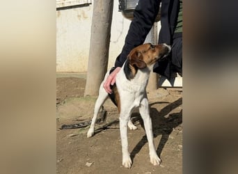 Frodo, sportlich und aktiv