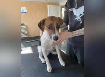 Frodo, sportlich und aktiv