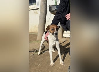 Frodo, sportlich und aktiv