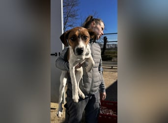 Frodo, sportlich und aktiv