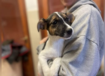 Ellen, aufgeschlossenes Hundemädchen sucht eine Familie