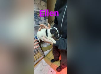 Ellen, aufgeschlossenes Hundemädchen sucht eine Familie