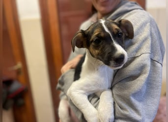 Ellen, aufgeschlossenes Hundemädchen sucht eine Familie