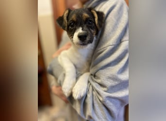 Katie - aufgewecktes Hundemädchen sucht ein Zuhause