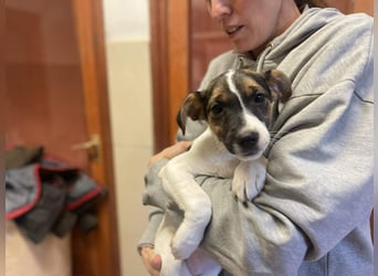 Ellen, aufgeschlossenes Hundemädchen sucht eine Familie