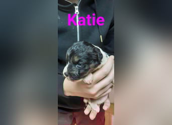 Katie - aufgewecktes Hundemädchen sucht ein Zuhause